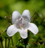 Penstemon attenuatus