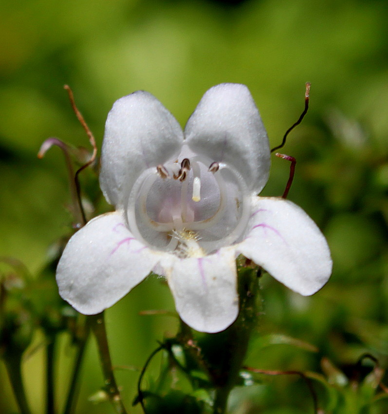 Image of Penstemon attenuatus specimen.