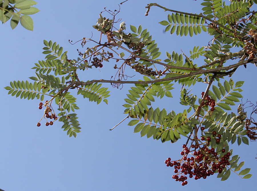 Изображение особи род Sorbus.