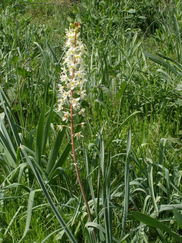 Изображение особи Eremurus lactiflorus.