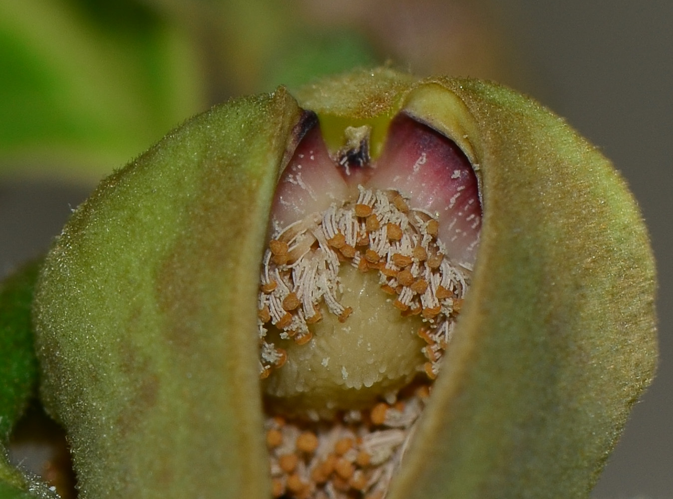 Image of Annona × atemoya specimen.