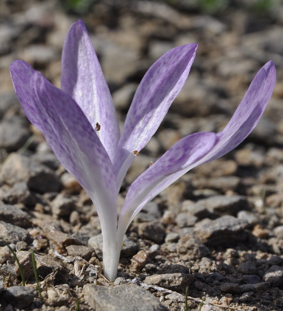 Изображение особи Colchicum bivonae.