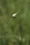 Allium oleraceum. Побег с нераспустившимся соцветием. Белгородская обл., окр. пос. Борисовка, остепнённый луг на склоне боровой террасы у р. Ворскла. 29.06.2009.