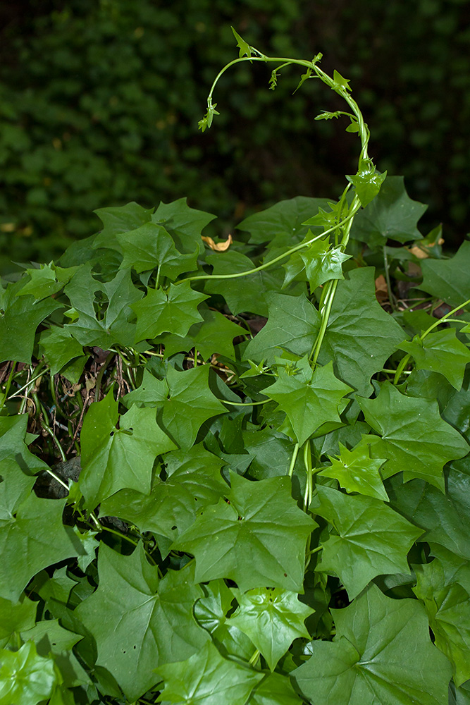 Image of Delairea odorata specimen.
