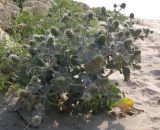 Eryngium maritimum