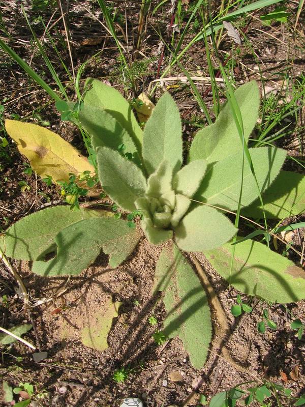 Image of Verbascum thapsus specimen.