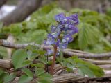 Corydalis ambigua