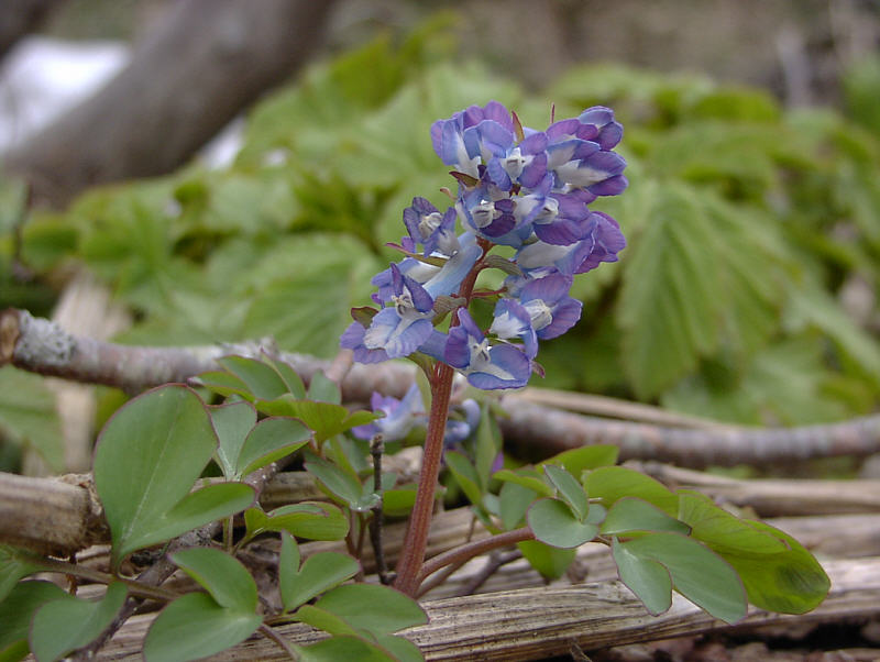 Изображение особи Corydalis ambigua.