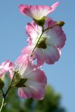 Alcea litwinowii