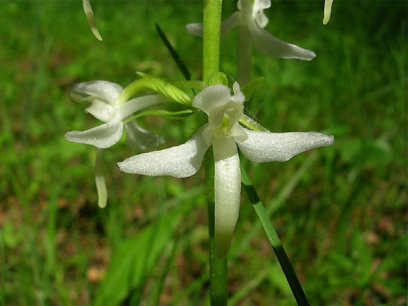 Изображение особи Platanthera bifolia.