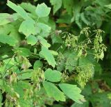 Thalictrum aquilegiifolium. Верхушка побега с плодами. Только у этого вида из василистников Восточной Европы плоды повисающие, относительно крупные, крылатые. Тверская обл., Центрально-Лесной запов., приручьевой лес, начало августа.