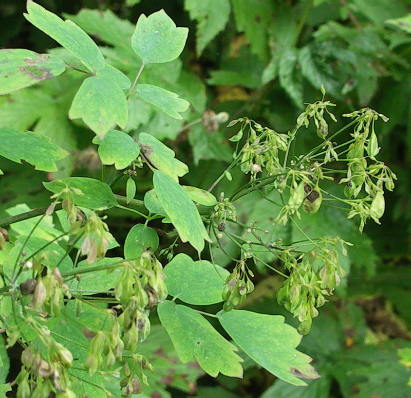 Image of Thalictrum aquilegiifolium specimen.