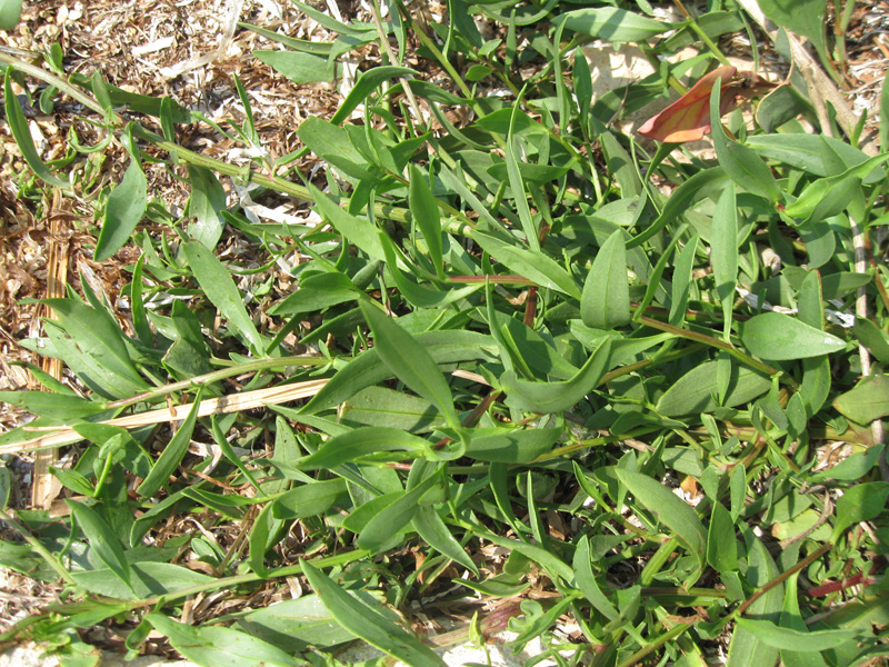 Image of genus Tripolium specimen.