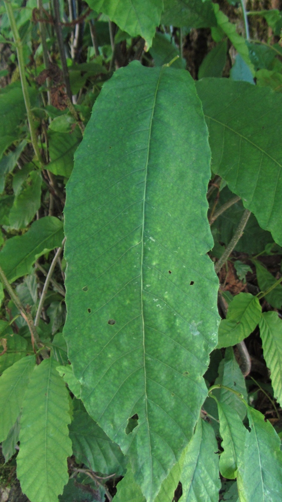 Image of Castanea sativa specimen.