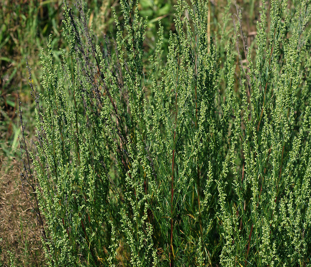 Image of Artemisia campestris specimen.