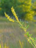 Melilotus officinalis