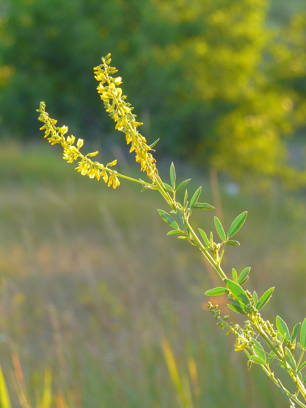 Изображение особи Melilotus officinalis.