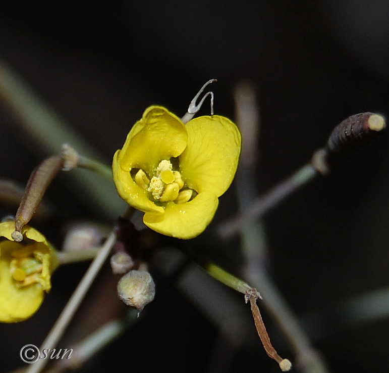 Image of Diplotaxis tenuifolia specimen.