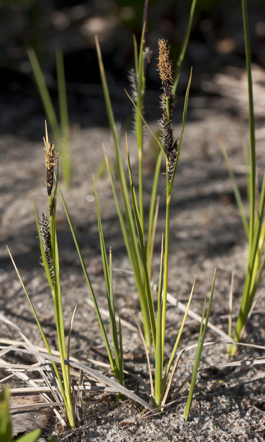 Изображение особи Carex nigra.