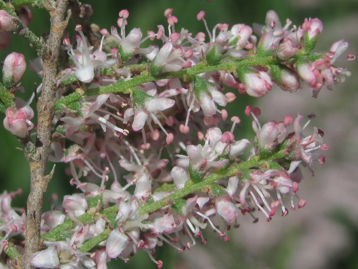 Image of Tamarix tetrandra specimen.