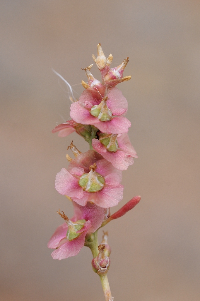 Image of Salsola arbusculiformis specimen.