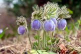 Pulsatilla tatewakii
