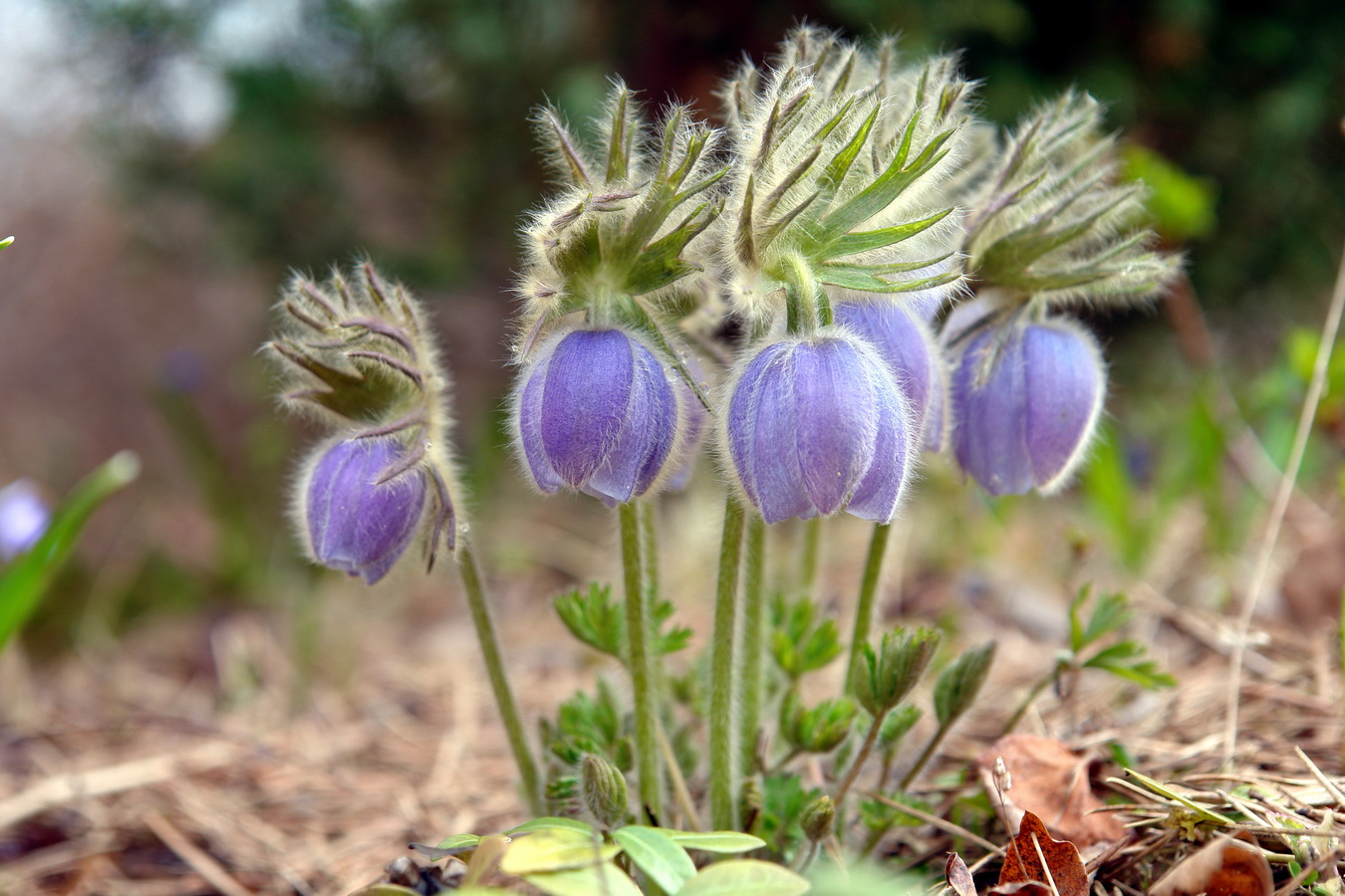 Изображение особи Pulsatilla tatewakii.