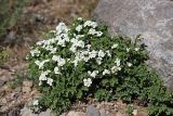 Spiraea pilosa