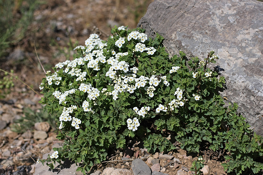 Изображение особи Spiraea pilosa.