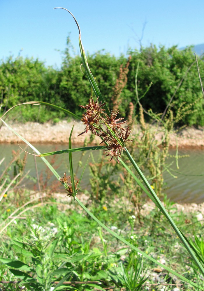 Image of Cyperus badius specimen.