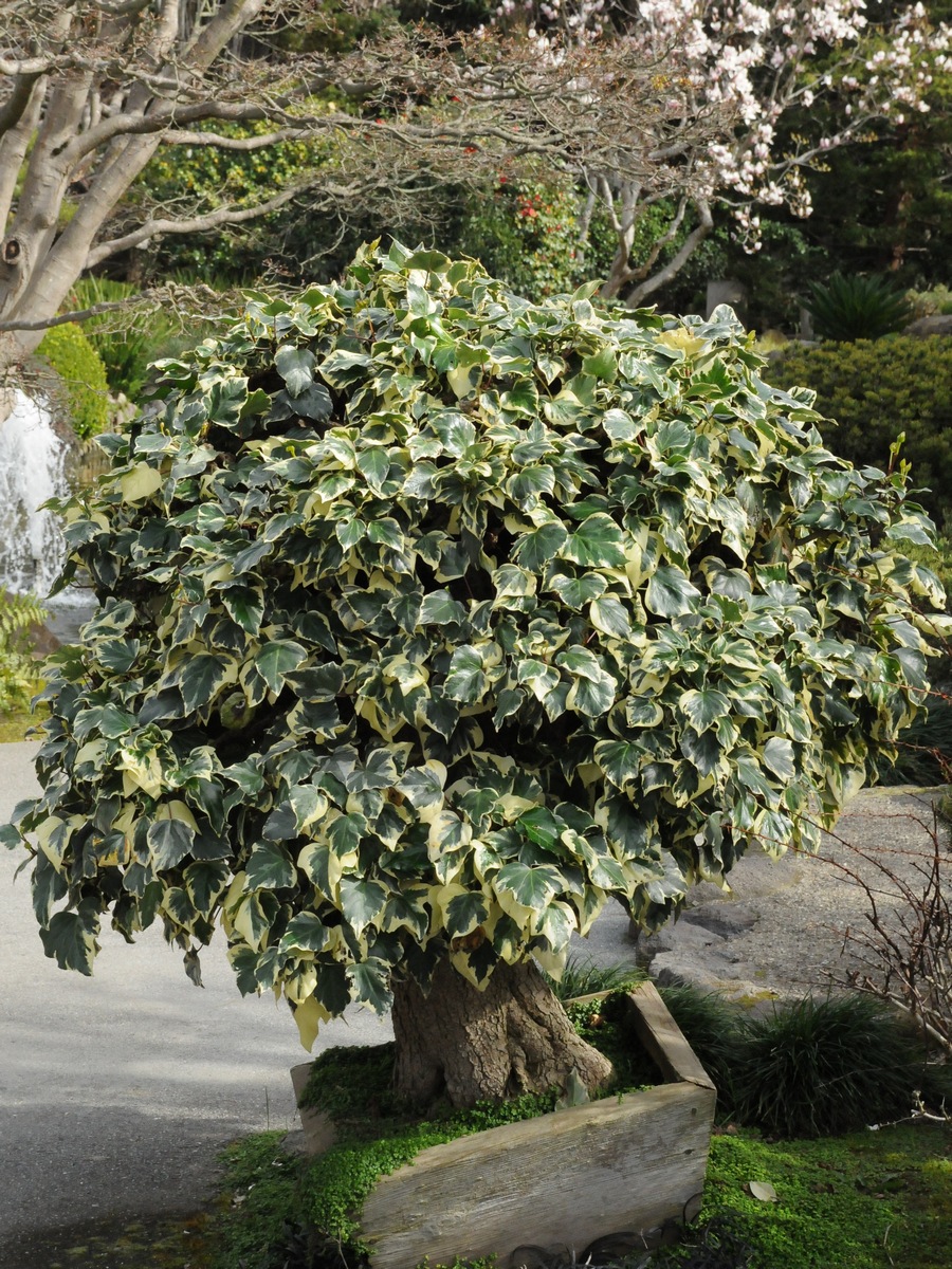 Image of Hedera algeriensis var. variegata specimen.