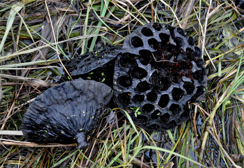 Image of Nelumbo komarovii specimen.