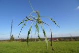 Scorzoneroides autumnalis