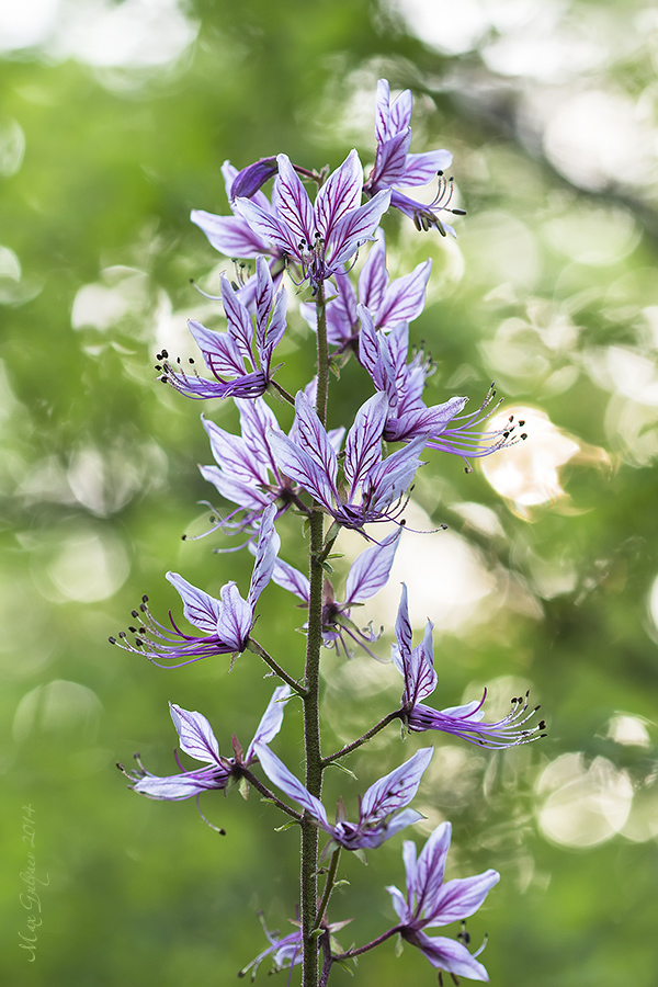 Изображение особи Dictamnus gymnostylis.