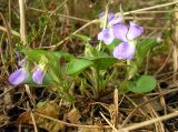 Viola rupestris