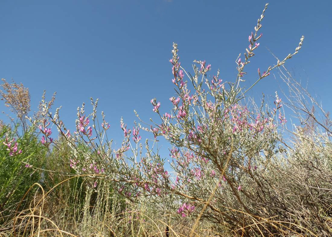 Изображение особи Astragalus polyceras.