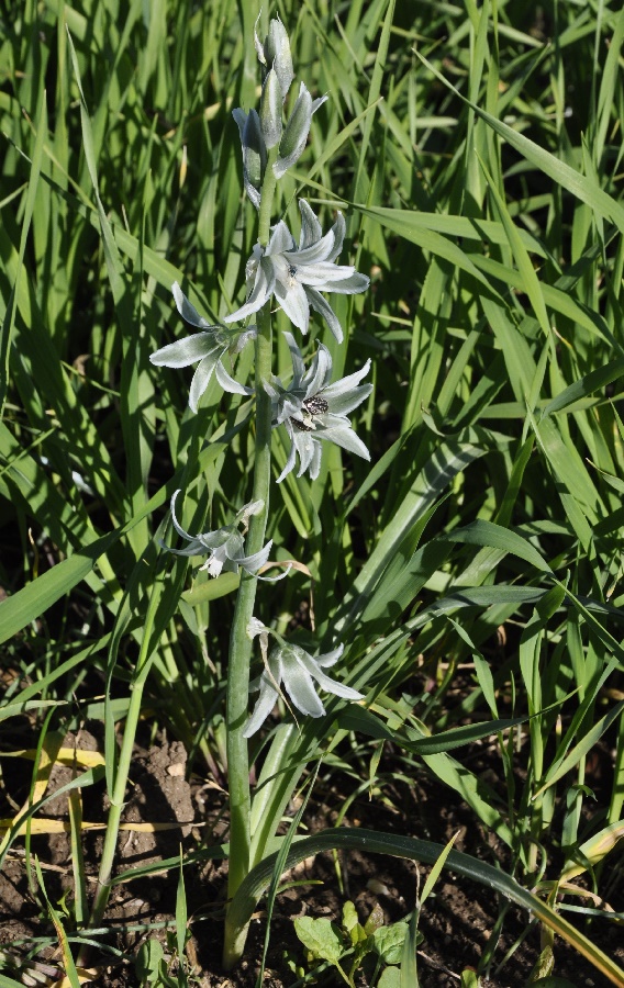 Изображение особи Ornithogalum nutans.