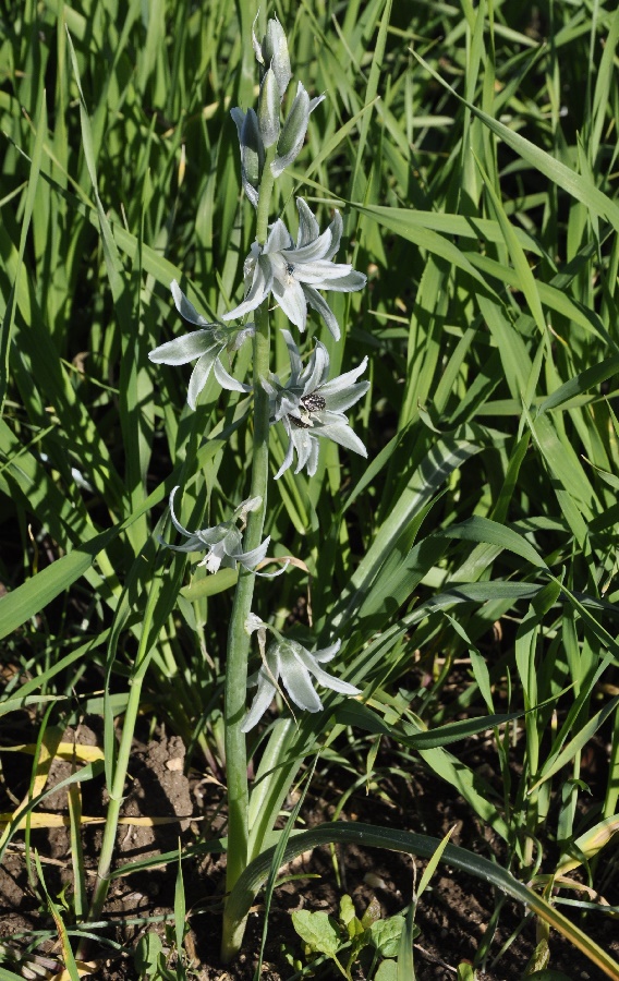 Изображение особи Ornithogalum nutans.