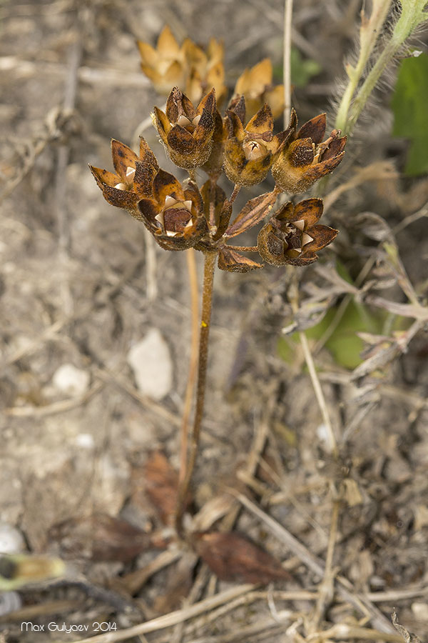 Image of Androsace maxima specimen.