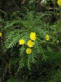 Sonchus canariensis. Верхушка цветущего побега. Испания, Канарские о-ва, Гран Канария, окр. населённого пункта Moya, заказник Los Tilos de Moya. 27 февраля 2010 г.