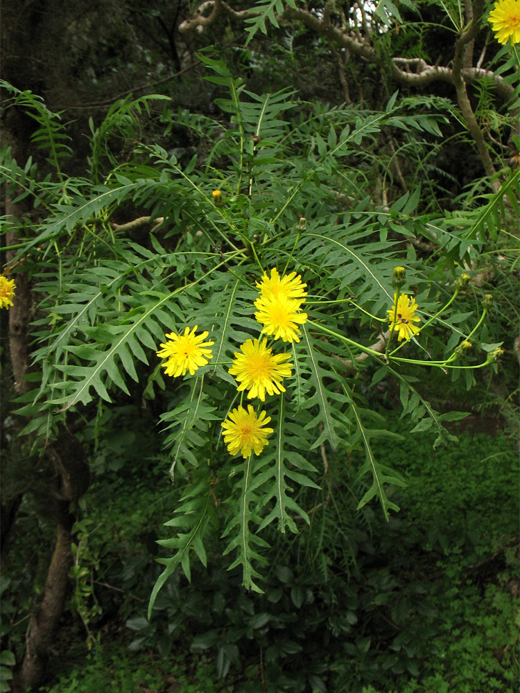 Image of Sonchus canariensis specimen.