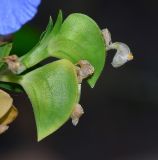 Commelina erecta