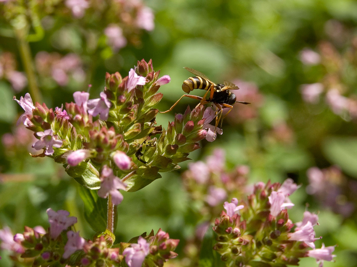 Изображение особи Origanum vulgare.