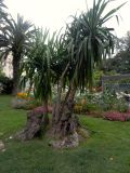 Dracaena arborea
