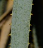 Dasylirion wheeleri