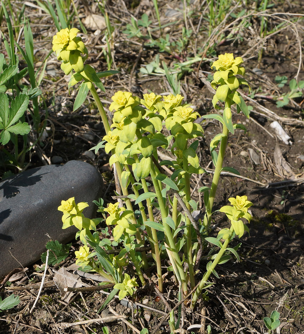 Изображение особи Euphorbia virgata.