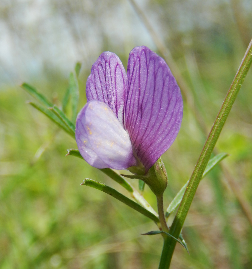 Image of Vicia peregrina specimen.