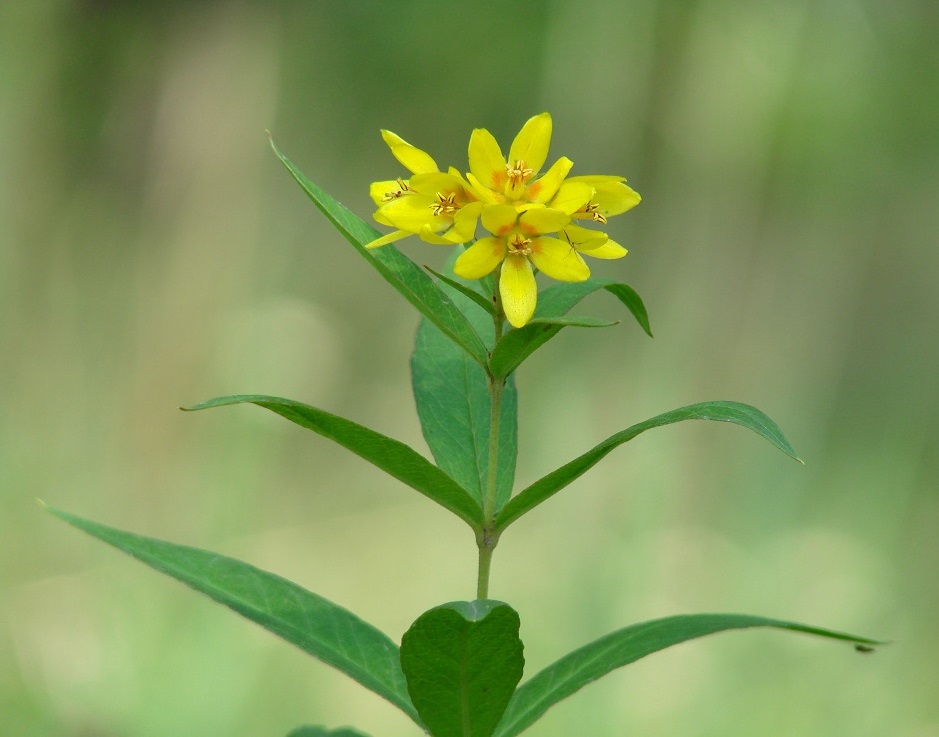 Изображение особи Lysimachia davurica.