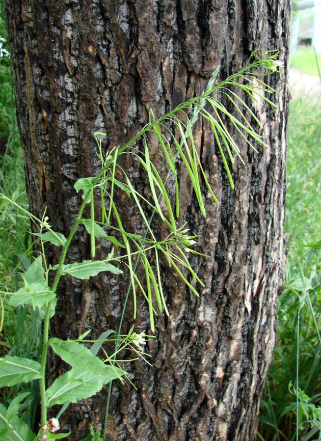 Изображение особи Arabis pendula.