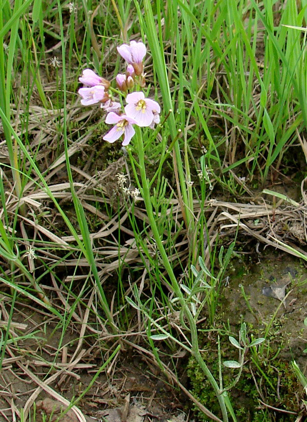 Image of genus Cardamine specimen.